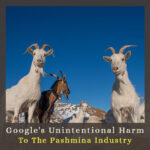 Google's-Unintentional-Harm-to-The-Pashmina-Industry