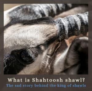What is Shahtoosh shawl