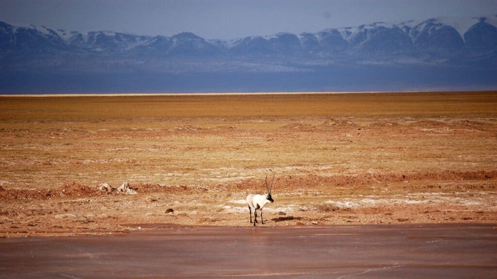 tibetan antelope
