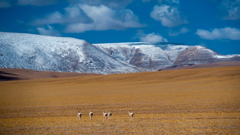 tibetan antelope in the wild
